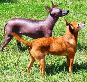All three types of Xoloitzcuintin come in two varieties - hairless and coated.