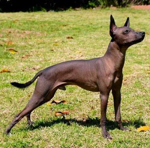 Xolo is a very active, athletic and agile dog with high stamina.
