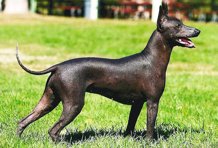 Miniature (Intermediate) Xolo is a moderate type of this beautiful Mexican breed.