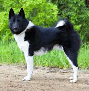 Russko-Evropeĭskaya Láĭka is a very strong, slender and compact dog.