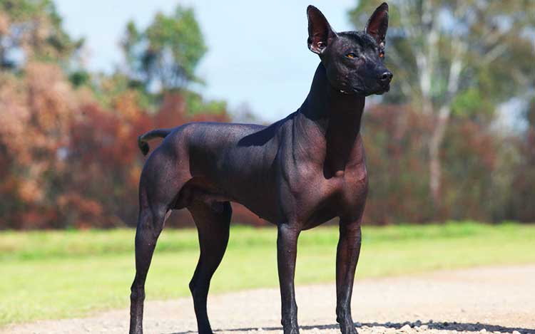 Standard Xolo is the largest of three types of this breed.