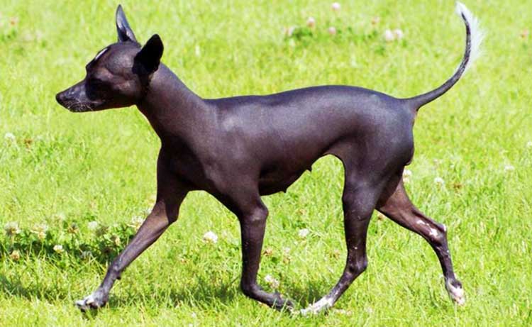 Toy Xolo is the smallest of three types of this breed.