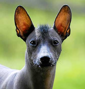 Mexican Hairless Dogs have bat-like ears that are very large, upright and very movable.