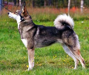 East Siberian Laikas are very hardy and agile dogs always ready for some action.
