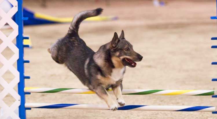 Swedish Vallhunds are top-class sporting dogs.