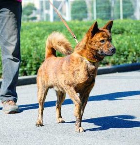 Aka-Tora (red brindle) dogs are the rarest of three varieties, other two being Kuro-Tora (black brindle) and Chu-Tora (dark brindle).