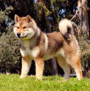 The length and density of the Shikoku Dog coat depends on the climate in his environment.