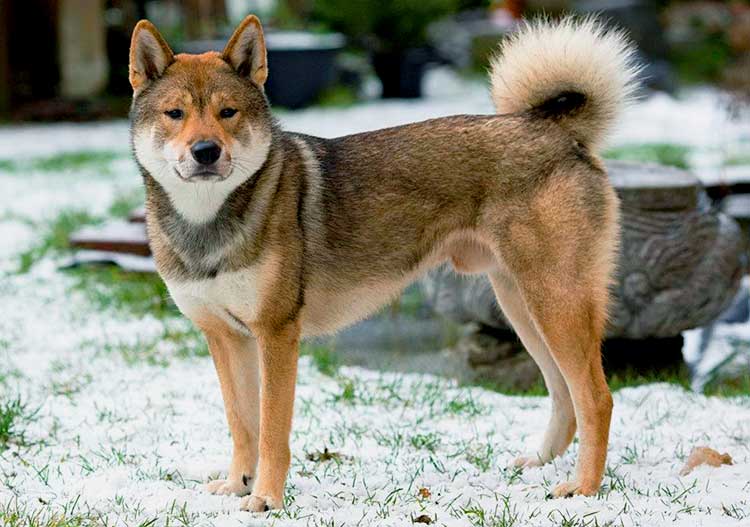 The Shikoku Ken is an intelligent, loyal and versatile dog that is best known after its hunting prowess.