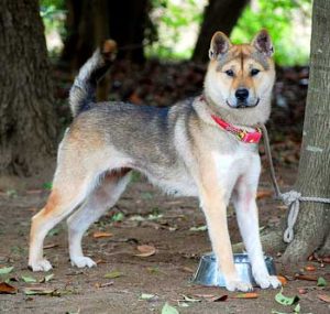 Although white Kishu Dogs are preferred and most common, they can also come in red or sesame color.