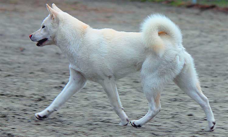 Kishu is an incredibly agile and athletic dog with restless spirit.