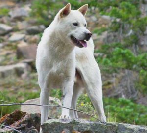 Kishu Ken is capable of climbing trees and cliffs, but also walls and fences.