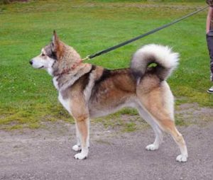 Vostotchno-Sibirskaïa Laïka is a large dog with a wolf-like appearance.