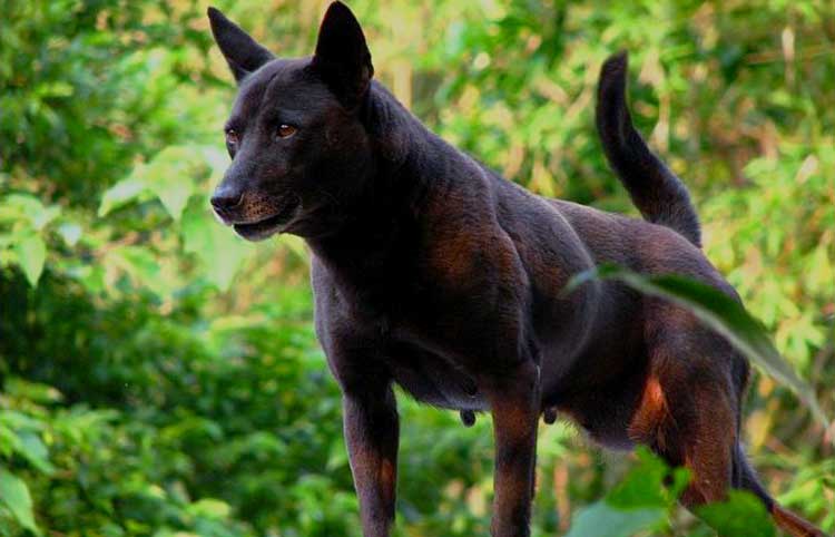 Taiwan Dog is an incredible hunting dog used to hunt Formosan Sika deer, Formosan wild boar and Formosan serow in its native country.