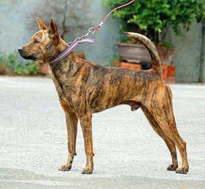 The Formosan Mountain Dog is an agile and strong dog quite reminiscent of the Basenji and Dingo.