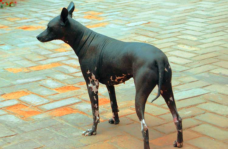Large Inca Hairless Dog is the largest of three varieties and is often used as a family companion, a watchdog and a hunting dog.