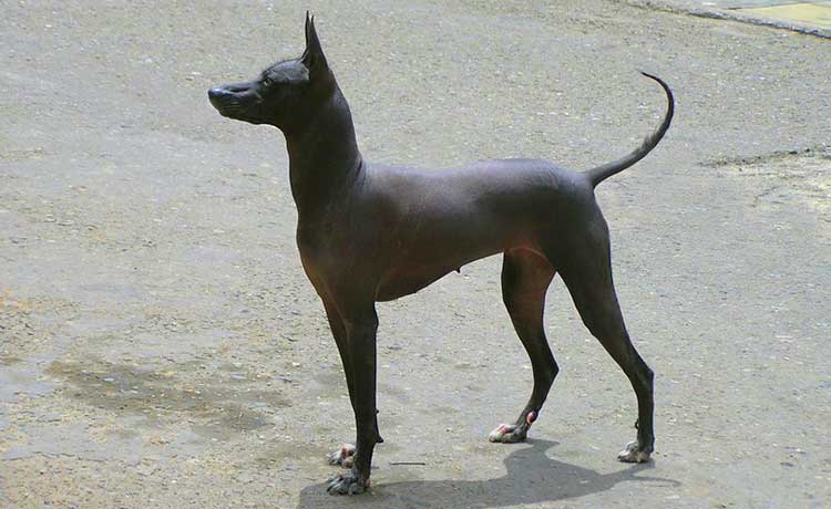 Medium Inca Hairless Dog is the most common of three varieties and is often used as a family companion and a watchdog.