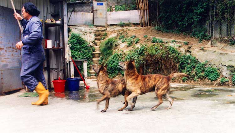 Ming-Nan Chen and his father Dr. Sung Yung-yi are credited the most for the salvation of the Taiwan Dog breed from the brink of extinction.