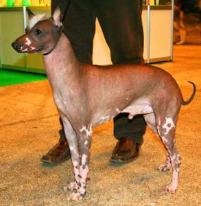 Only hairless Calato dogs are allowed for conformation.