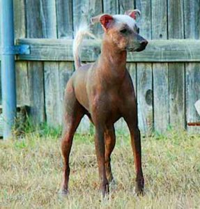 Some of hairless Viringo Dogs can still have hair in the form of small patch on top of the head (mohawk or just a fuzz) as well as fluffs of hair on lower tail and feet.