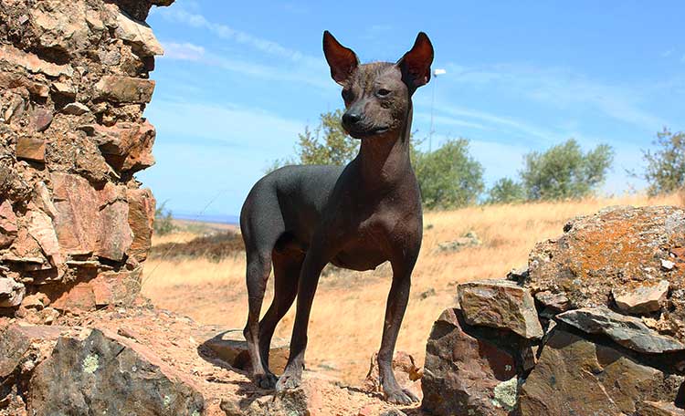 Small Inca Hairless Dog is the smallest of three varieties and is often used as a bed warmer.