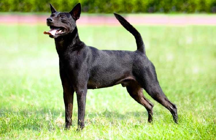 Formosan is a very agile and energetic dog that is usually active during a whole day.