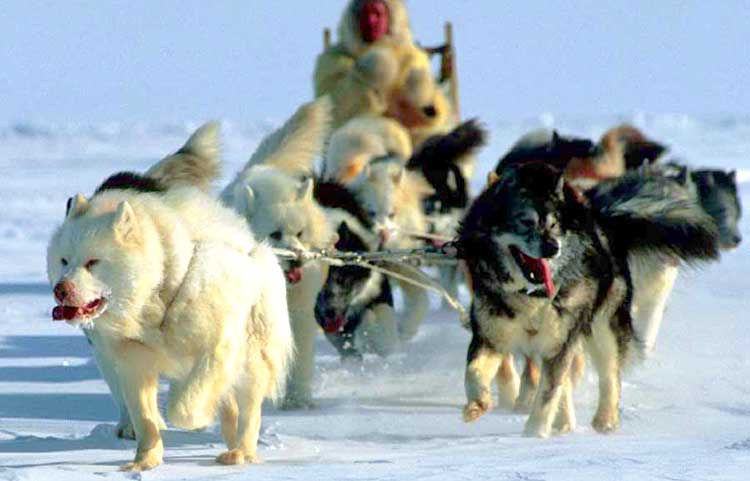 Canadian Huskies are extremely powerful and hardy sled dogs.