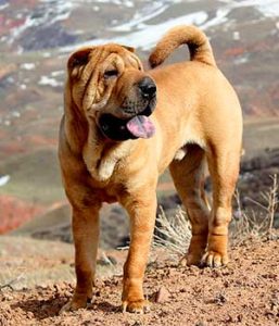 The Shar-Pei is an independent, strong and dominant dog that cannot be mistaken for every other breed thanks to its unique wrinkled skin.