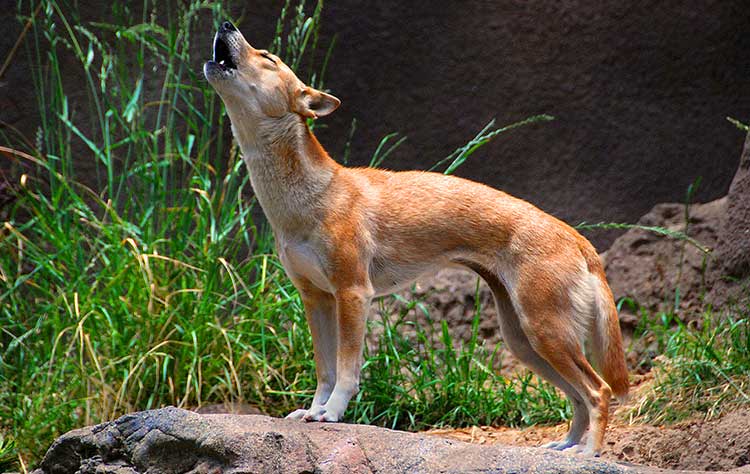 New Guinea Wild Dog is truly a magnificent singer, a true phantom of the opera, who can produce all kinds of unique vocalisations, including whines, yelps, howls, barks, screams.
