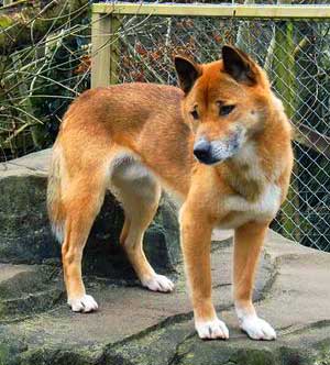 The New Guinea Singing Dog is an intelligent, gentle and lively dog that is very agile, energetic and flexible.