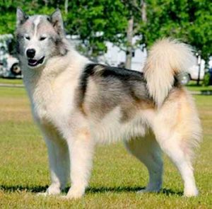 The Canadian Eskimo Dog is the embodiment of beauty, strength and endurance.
