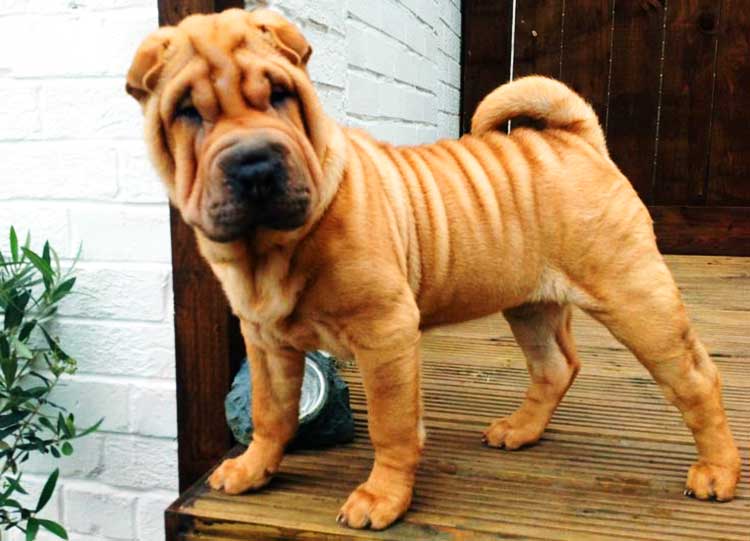 The Chinese Shar Pei is an excellent watchdog and guard dog.