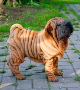 Chinese Shar Peis are in fact born with the oversized skin that slowly stretches as they grow up.