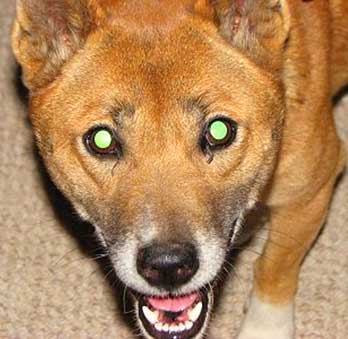 Singing Dog's eyes glow with green when reflecting low light in the dark.