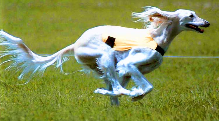 According to the Guinness Book of Records, the Saluki is actually the fastest dog on the planet.