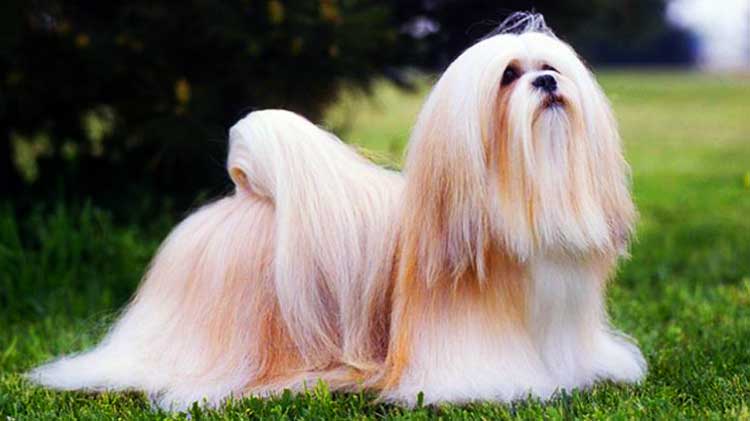 The Bearded Lion Dog is a supermodel in the world of dogs.