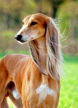 Persian Greyhounds have pendant ears that are adorned with soft, long hair.