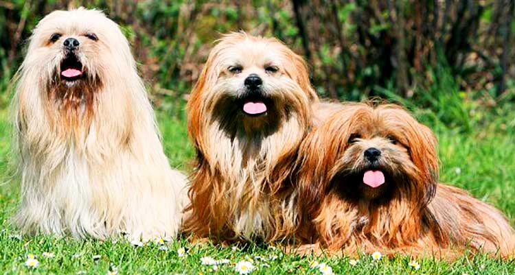 Long-Haired Lhasa Dogs require a lot of grooming, including the regular daily brushing and weekly bathing.