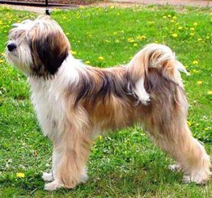 Tibetan Terrier Dog Breed | Info | Characteristics ...