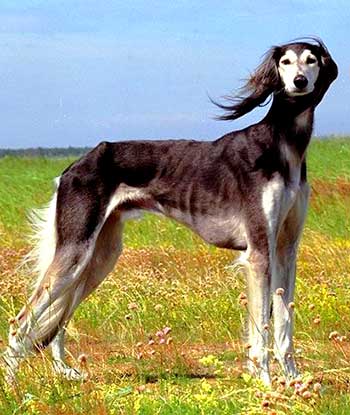 The Arabian Hound is the embodiment of speed, agility, symmetry, and elegance.