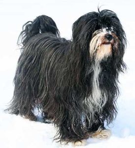 The Tibetan Terrier is well protected from the elements and can adapt nicely to every climate, but is more suited to colder climates.