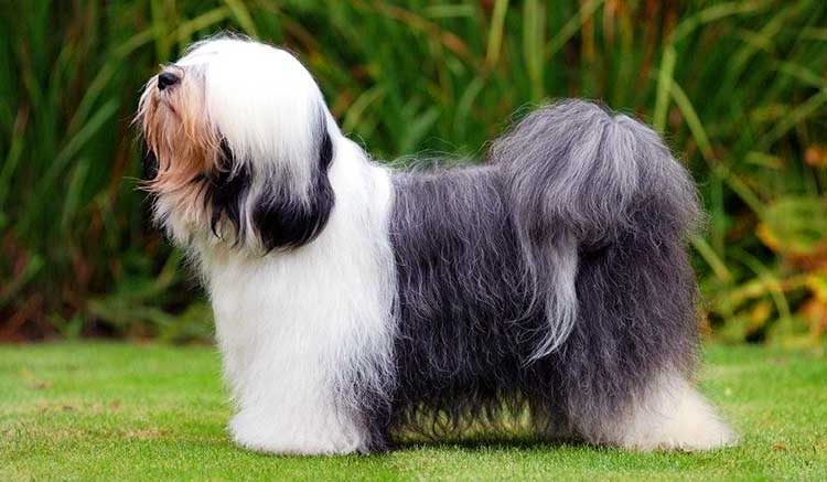 The Tsang Apso is a smaller medium-sized dog of square shape.