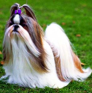 This "chrysanthemum-like face" is the main reason the breed is often called the Chrysanthemum Dog in China.