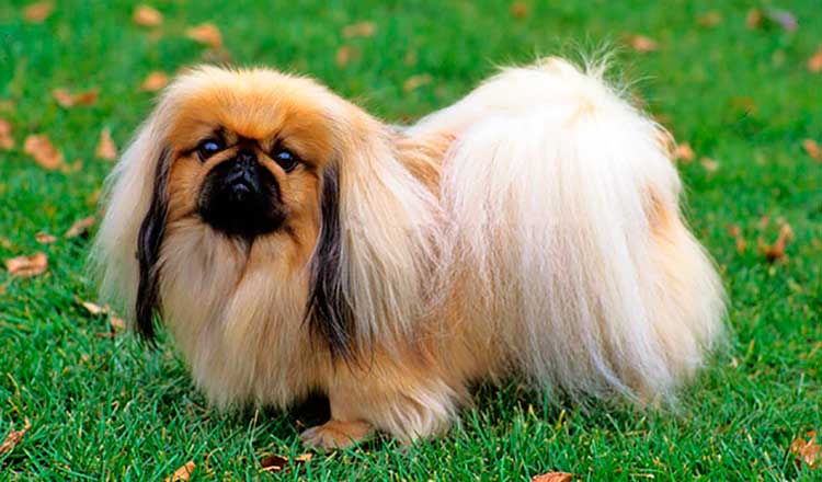 The Peke can be a wonderful family companion, but only if treated properly - like a true king with the highest respect.