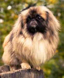 The Peking Dog is a heavy shedding dog that will require a regular session of grooming on a daily basis.