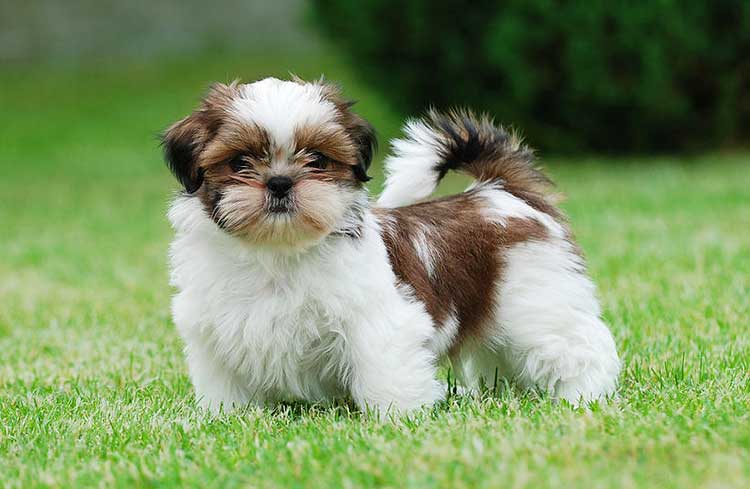 If you don't intend to show your Chrysanthemum Dog in conformation, it would be wise to leave make him a shorter, puppy cut of hair.