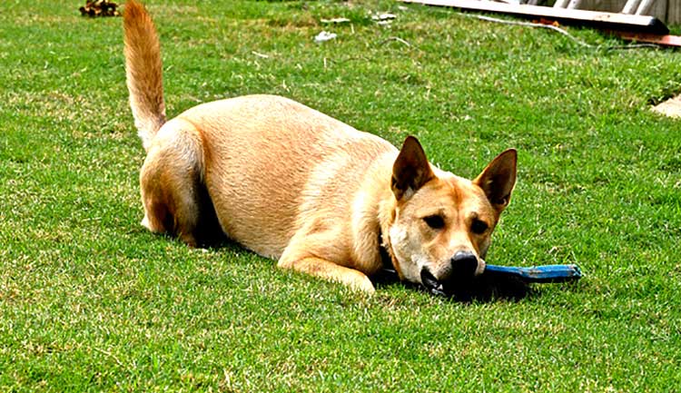 The American Dingo is a very cheerful, playful and lively dog by nature, who will often wholeheartedly join your kids in their games and activities.