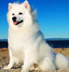 The American Eskimo has such an abundant coat that is so soft and fluffy.