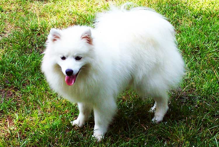 Miniature American Eskimo Dog is medium-sized, smaller than Standard AED, but slightly bigger than Toy AED.