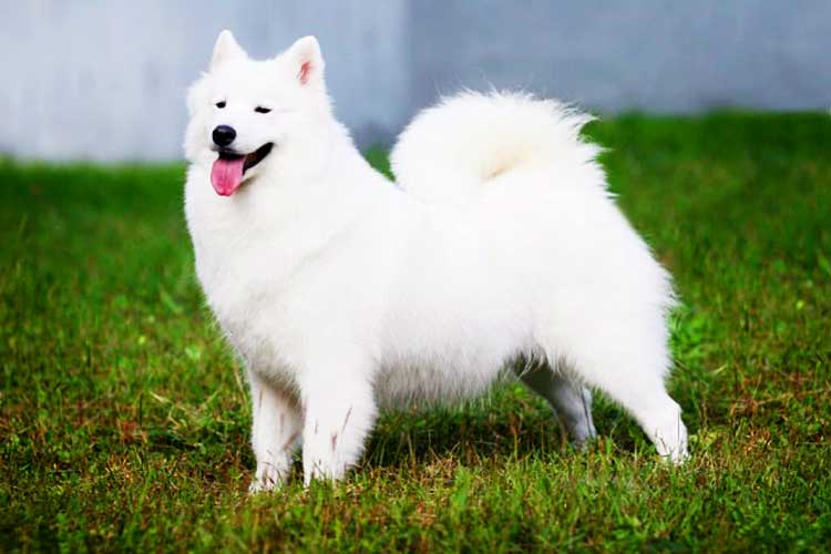 Standard American Eskimo Dog is the largest of three varieties.