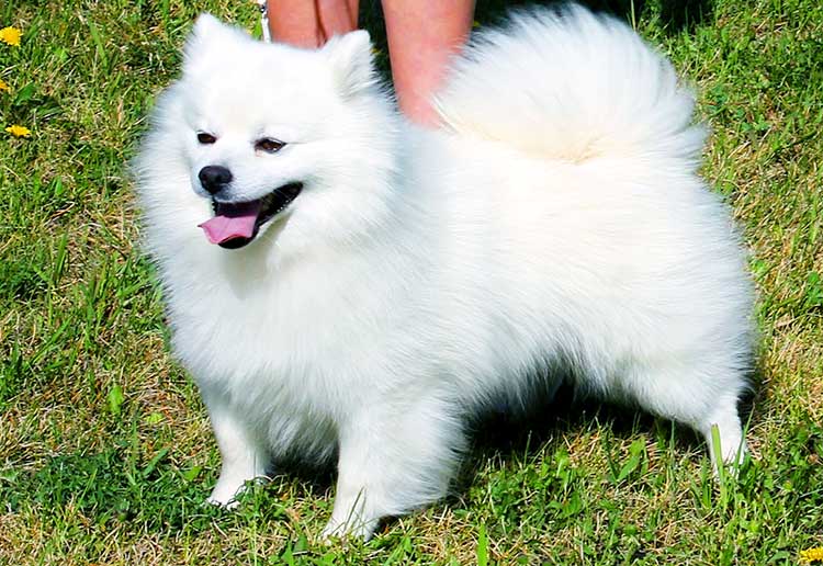 Toy American Eskimo Dog is the smallest of three varieties.